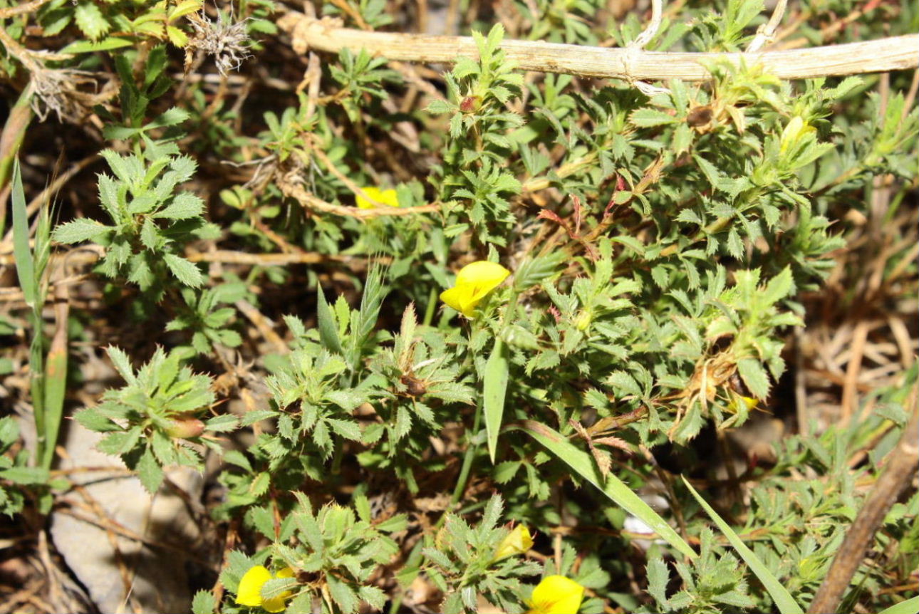 Ononis minutissima / Ononide minutissima